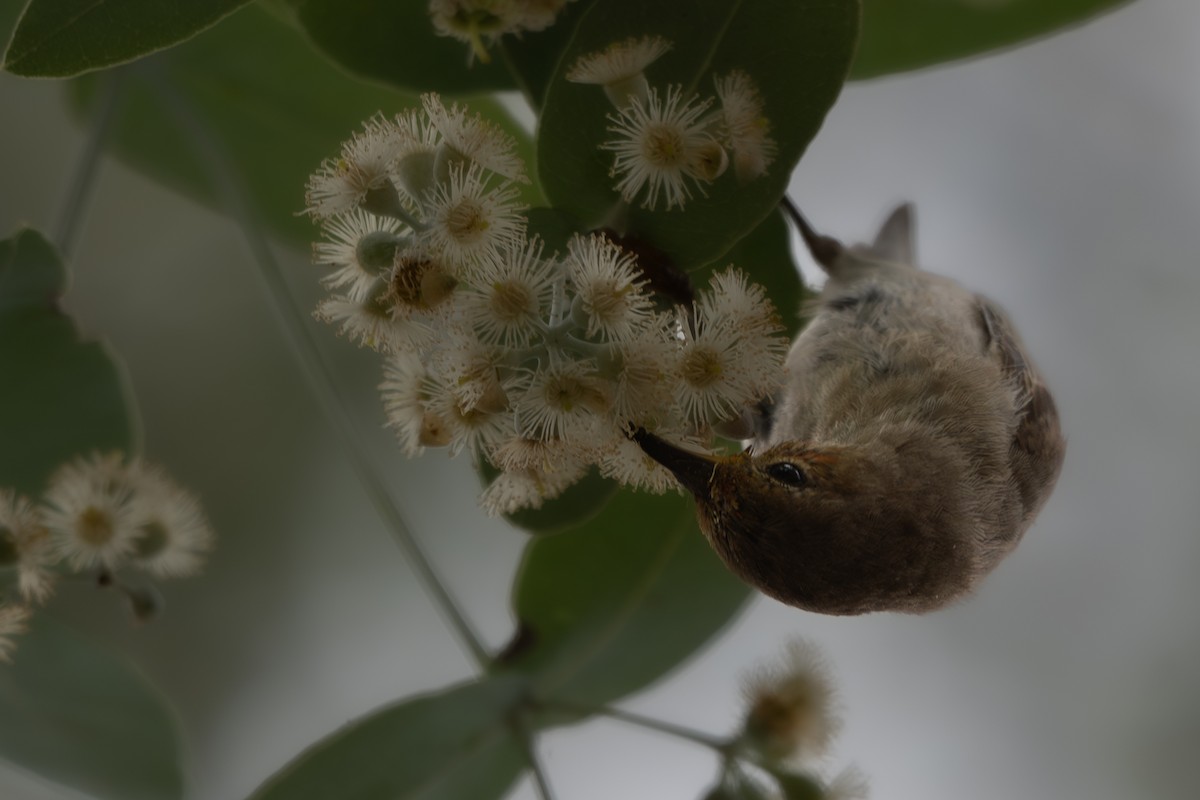 Scarlet Myzomela - ML646760833