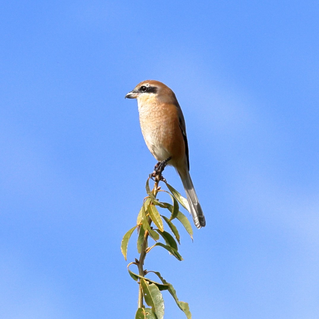 Bull-headed Shrike - ML646760834