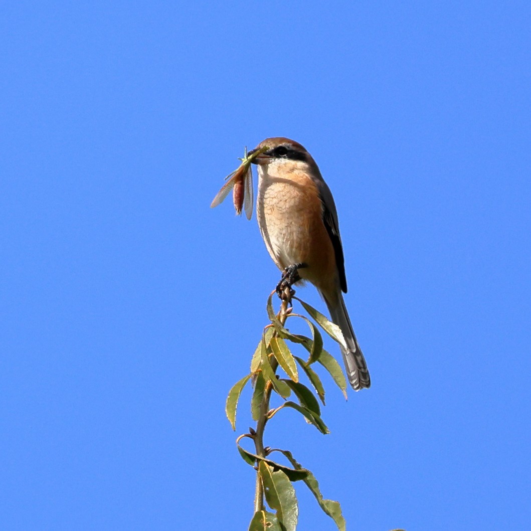 Bull-headed Shrike - ML646760835