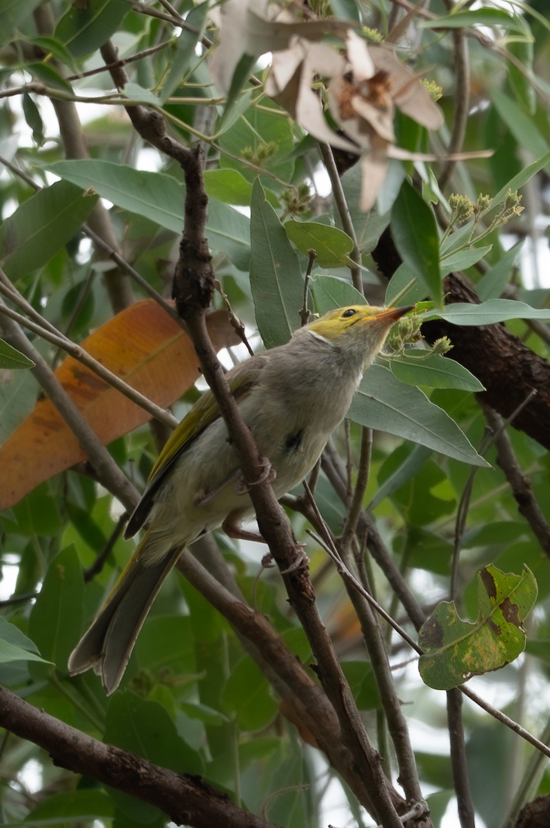White-plumed Honeyeater - ML646760836