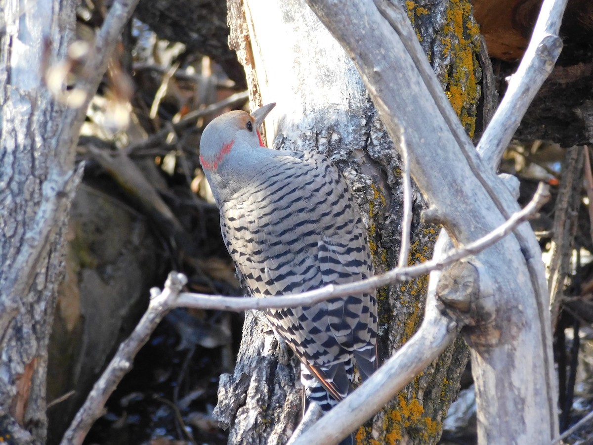 Northern Flicker (Yellow-shafted x Red-shafted) - ML646760837