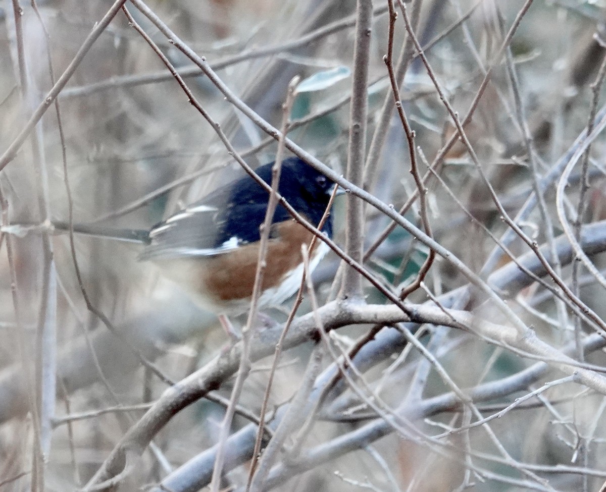 Eastern Towhee - ML646760838