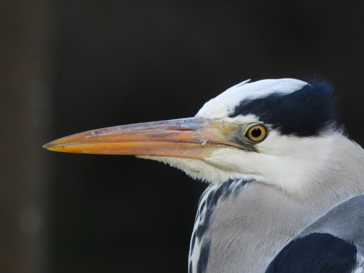 Gray Heron - ML646760839