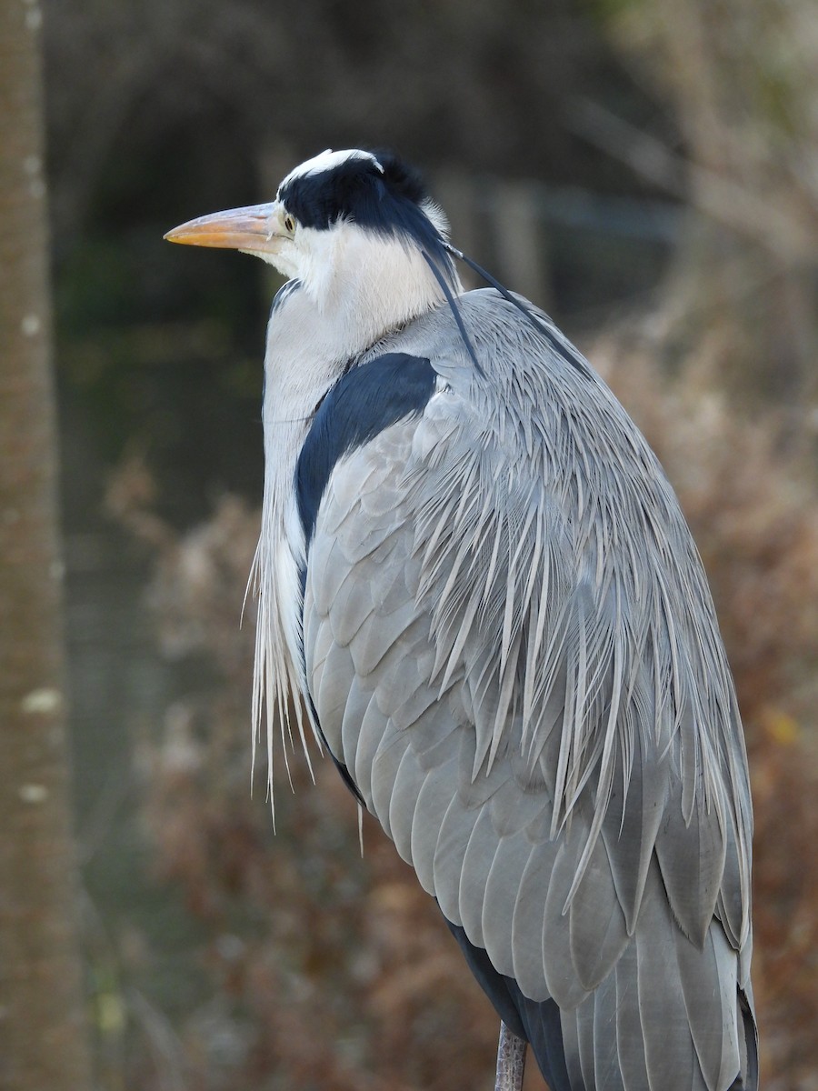 Gray Heron - ML646760840