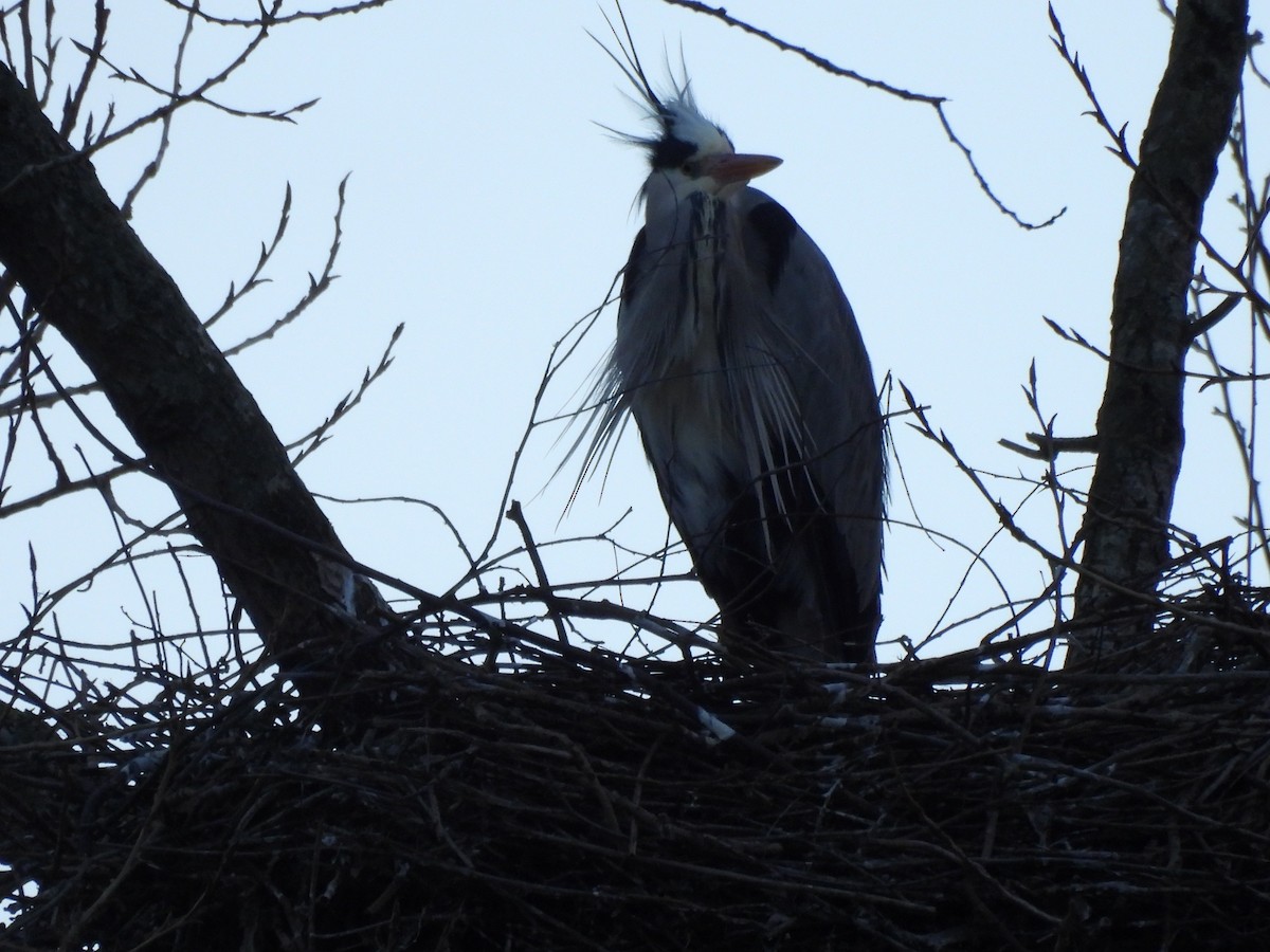 Gray Heron - ML646760841