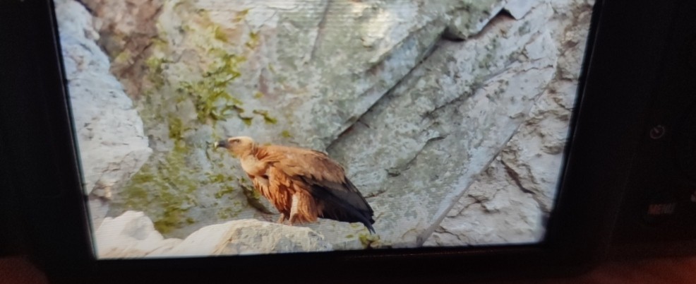 Eurasian Griffon - ML646760843