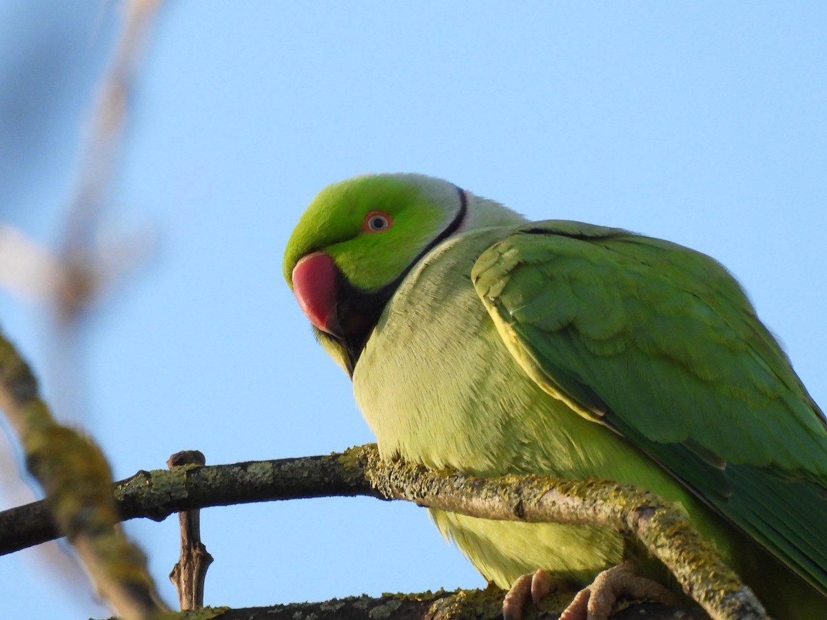 Rose-ringed Parakeet - ML646760844