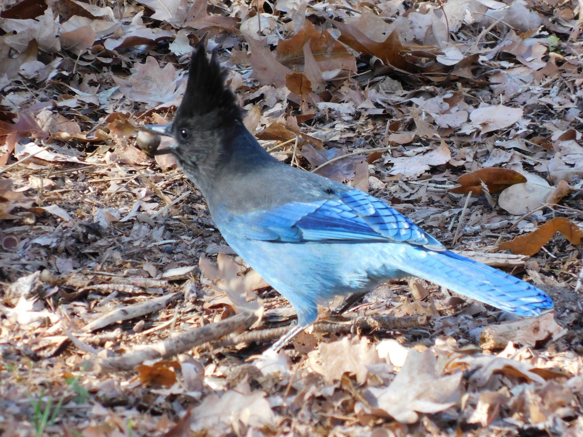 Steller's Jay - ML646760845
