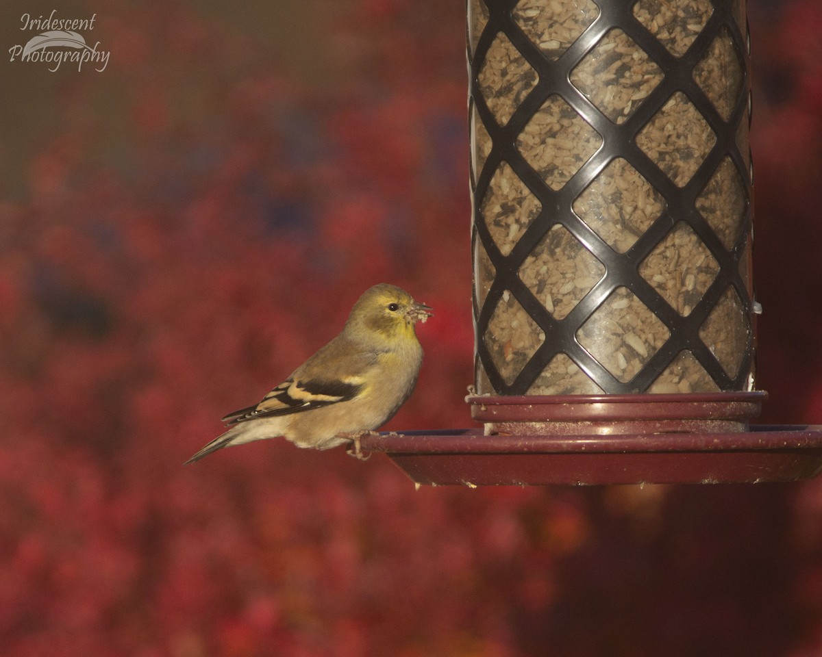 American Goldfinch - ML646760848
