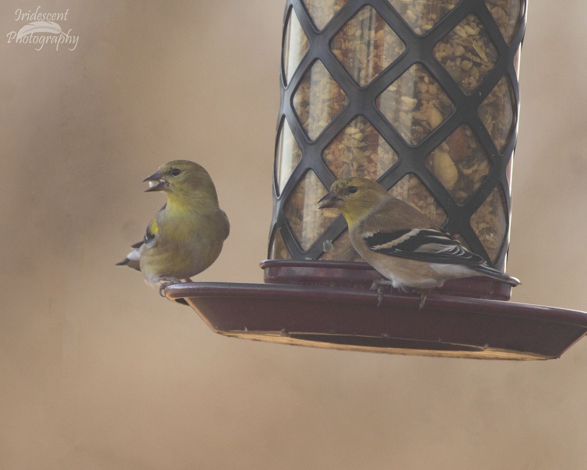 American Goldfinch - ML646760849