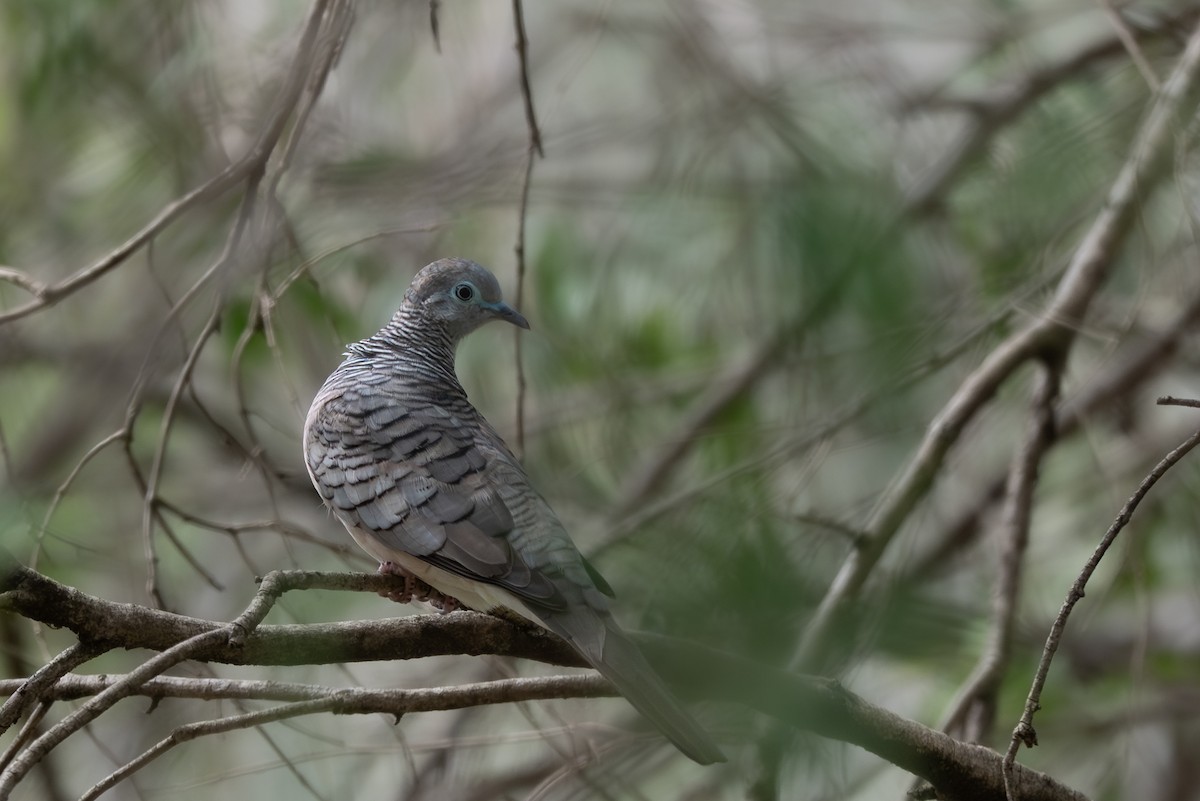 Peaceful Dove - ML646760851
