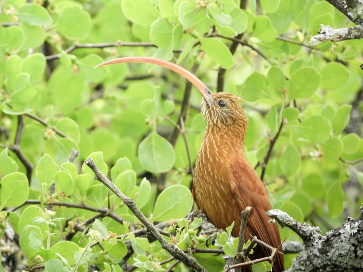 Red-billed Scythebill - ML646760852