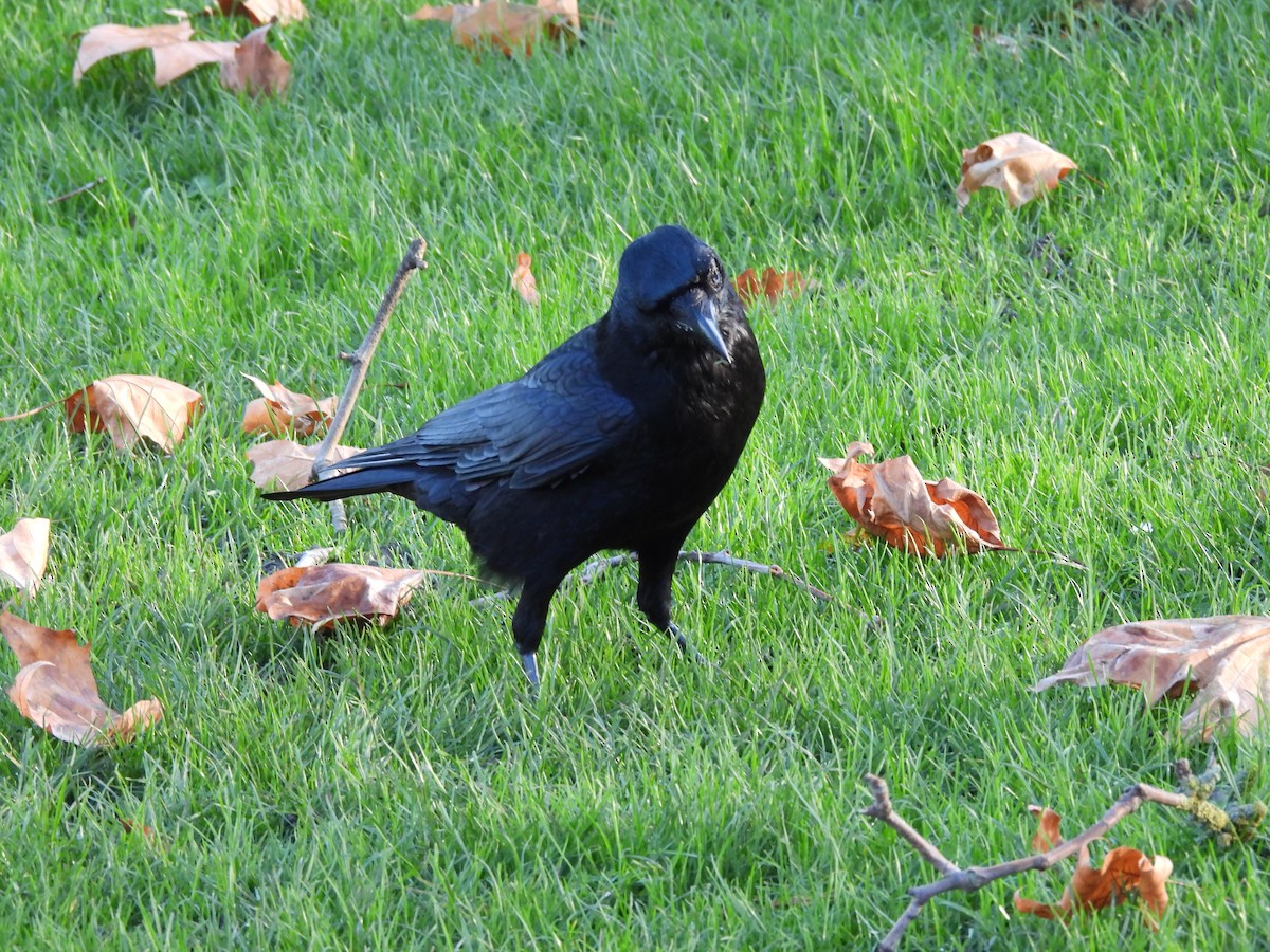 Carrion Crow - ML646760854