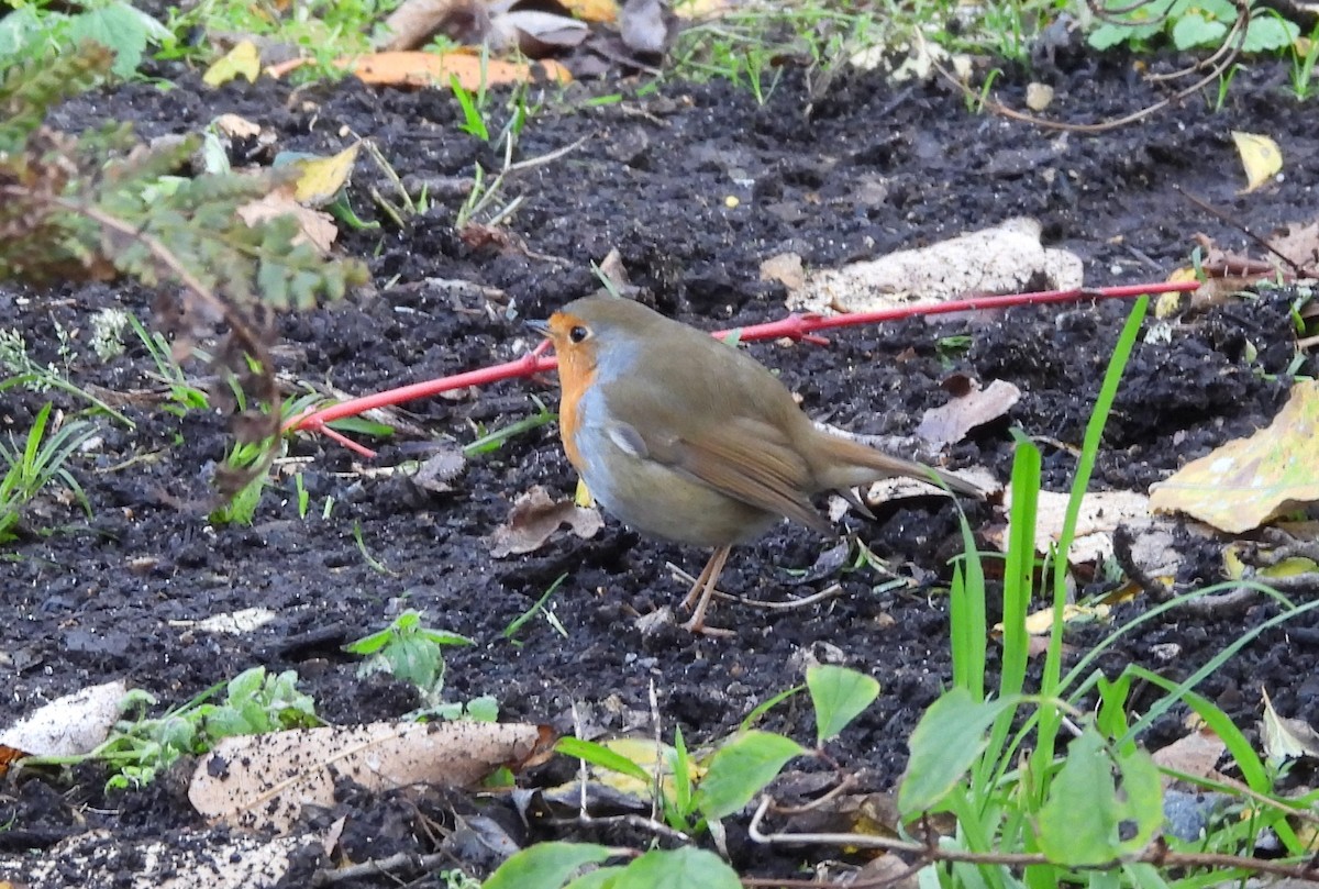 European Robin - ML646760855