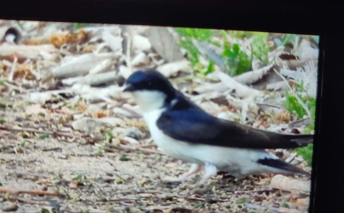 Western House-Martin - ML646760857