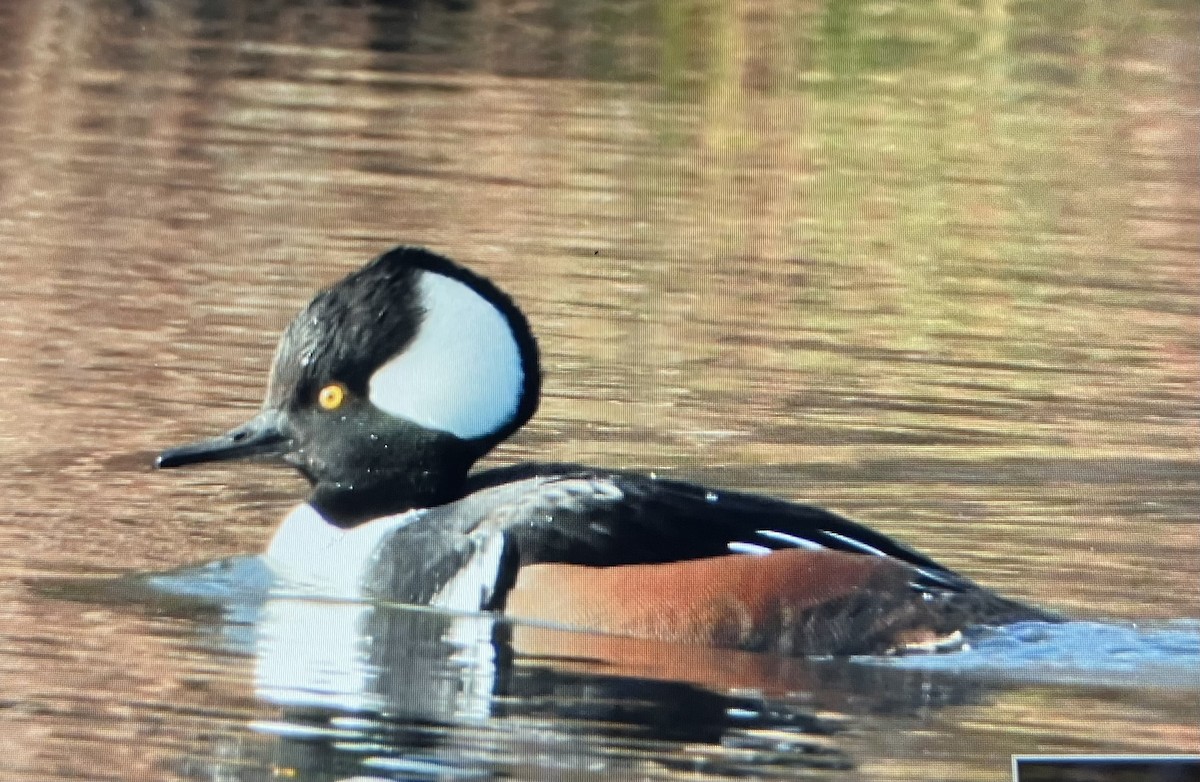 Harle couronné - ML646760859