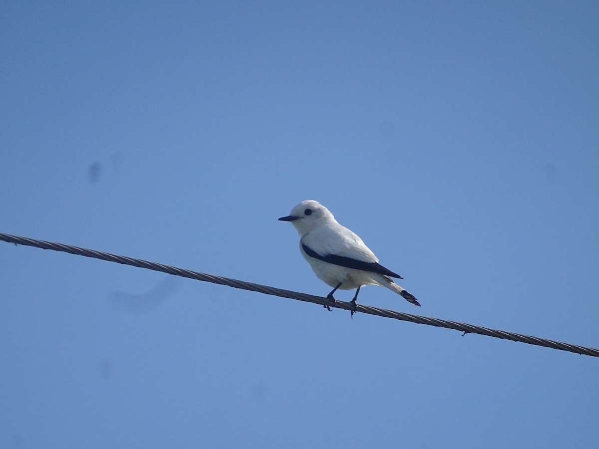 White Monjita - ML646760860