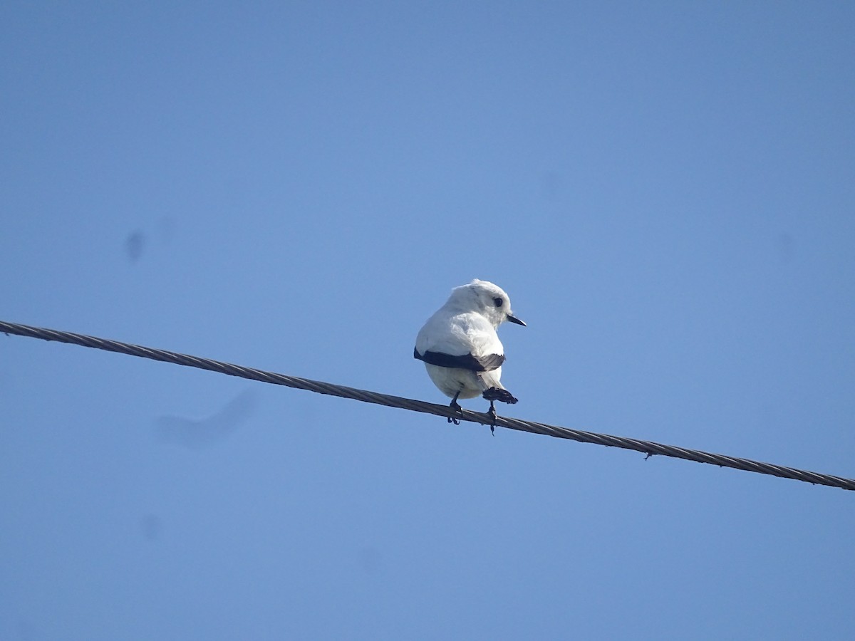 White Monjita - ML646760861