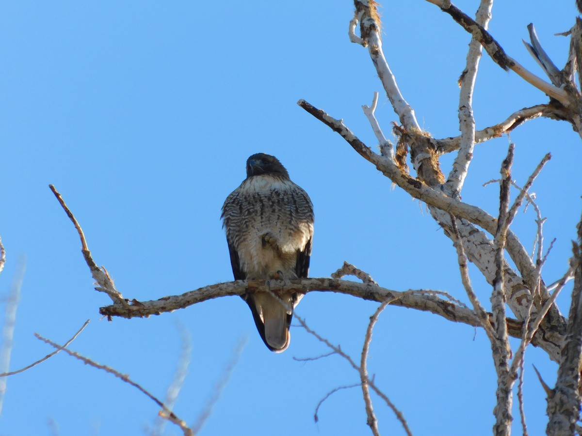 Red-tailed Hawk - ML646760864
