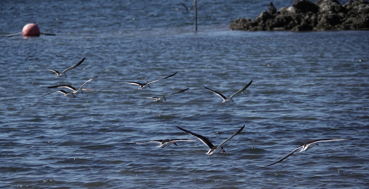 Black Skimmer - ML646760865