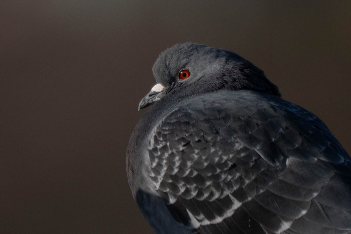 Felsentaube (Straßentaube) - ML646760867