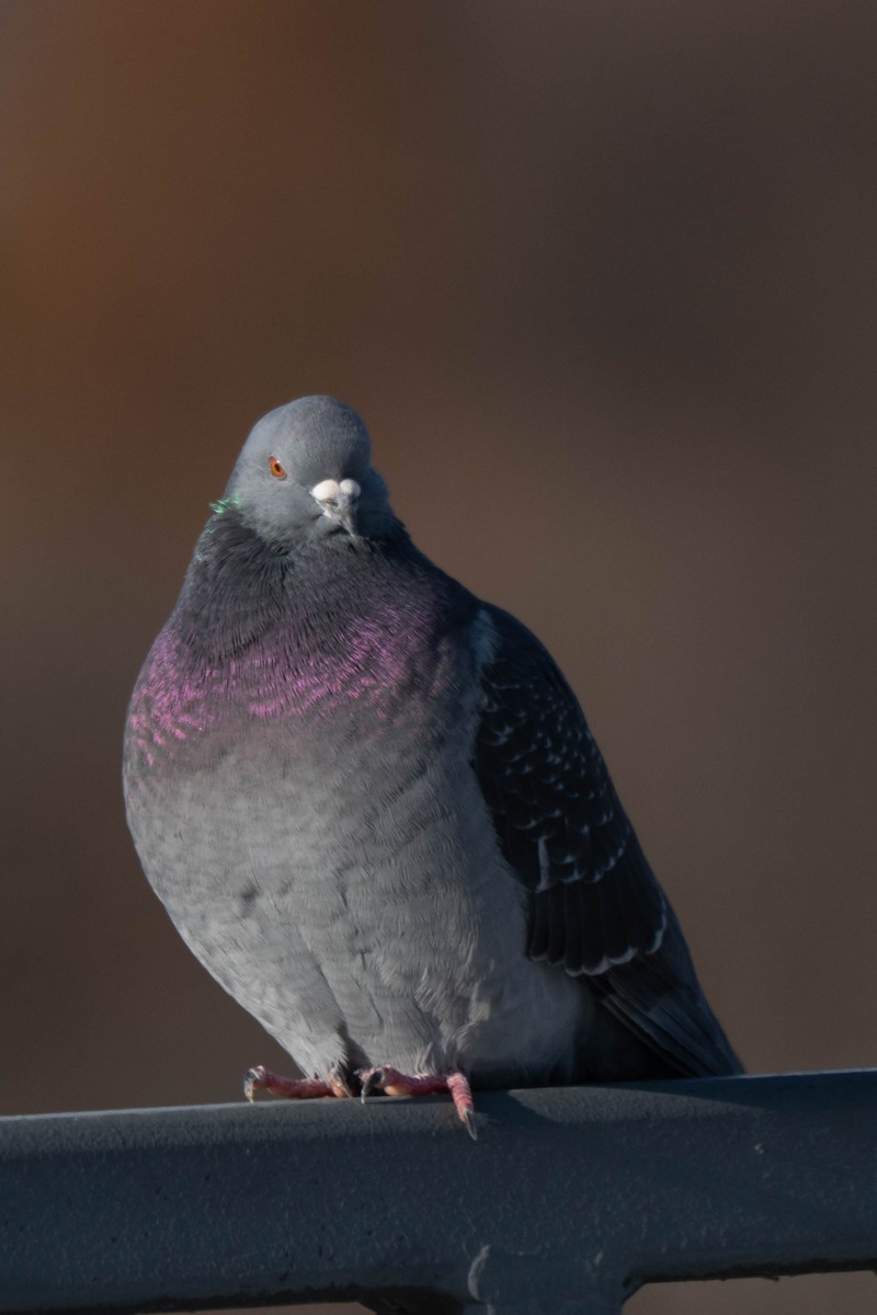 Felsentaube (Straßentaube) - ML646760869