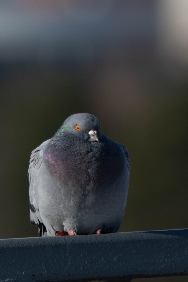 Felsentaube (Straßentaube) - ML646760870