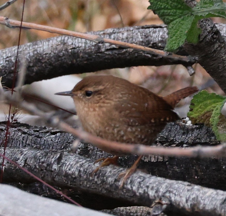 Pacific/Winter Wren - ML646760871