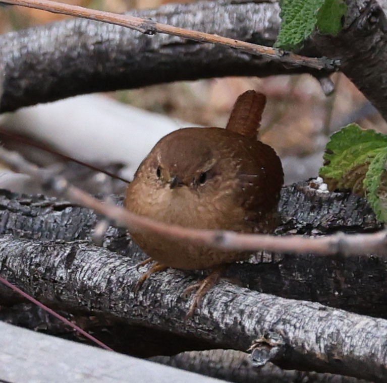 Pacific/Winter Wren - ML646760872