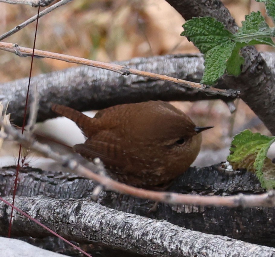 Pacific/Winter Wren - ML646760873
