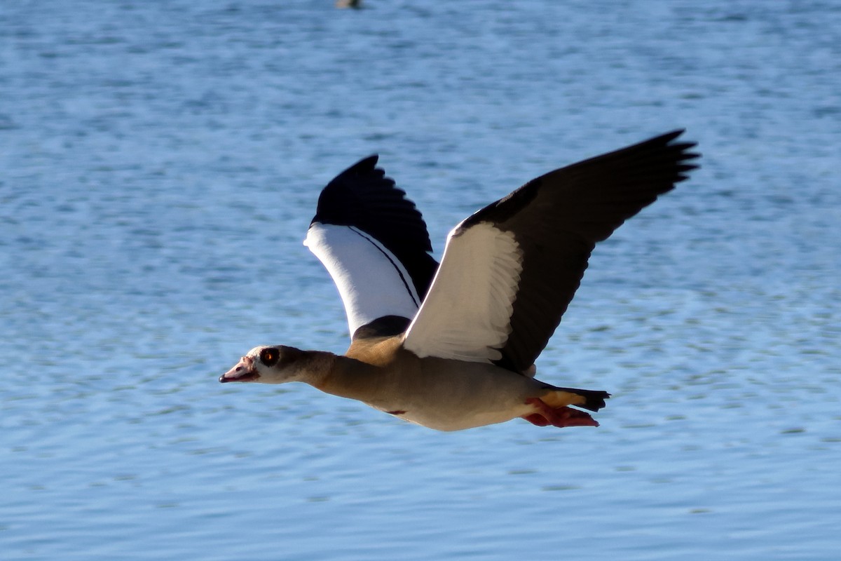 Egyptian Goose - ML646760874