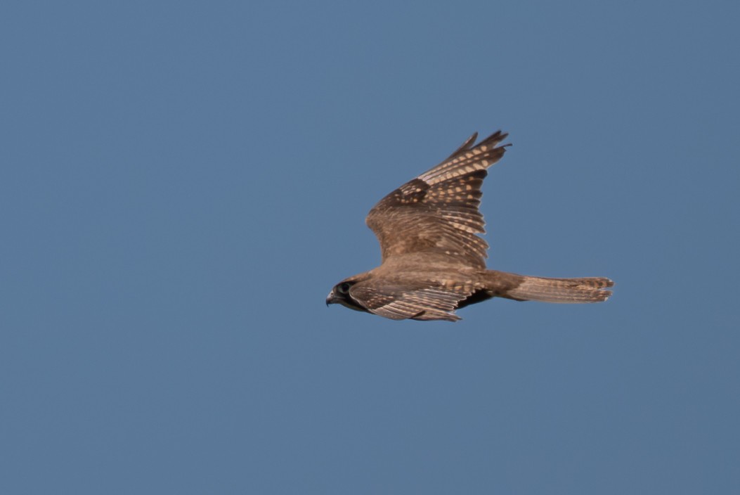 チャイロハヤブサ - ML646760875