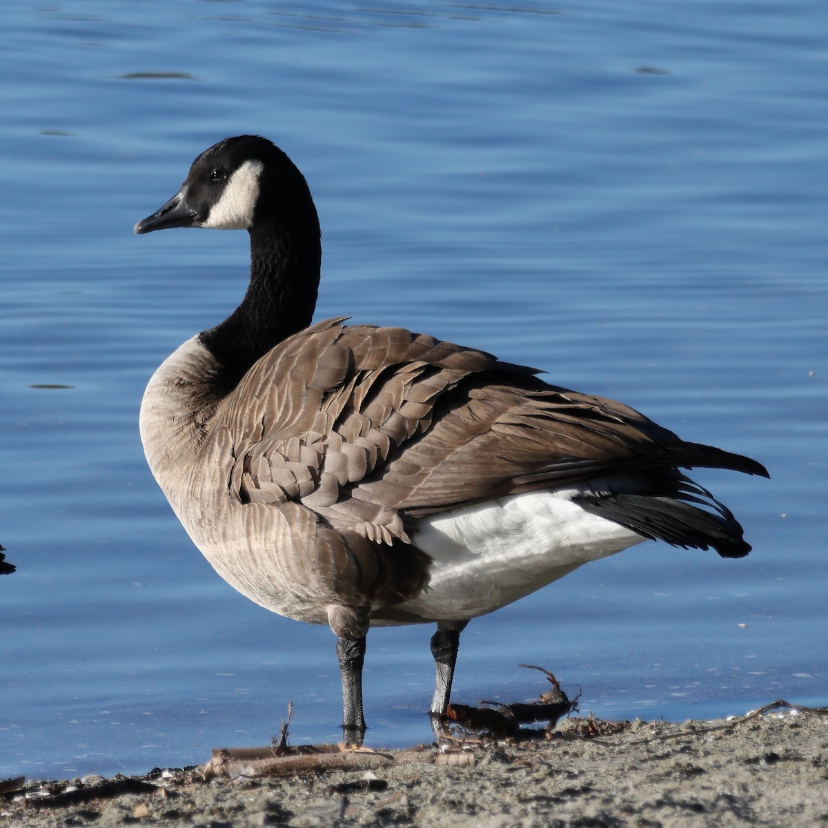 Канад галуу - ML646760876