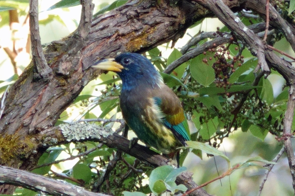 Great Barbet - ML646760878