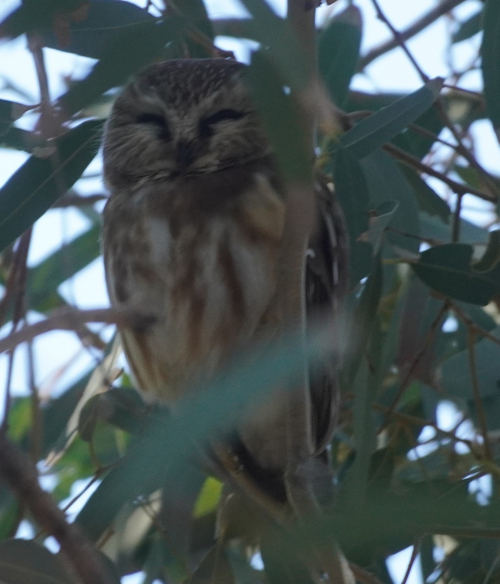 アメリカキンメフクロウ - ML646760879