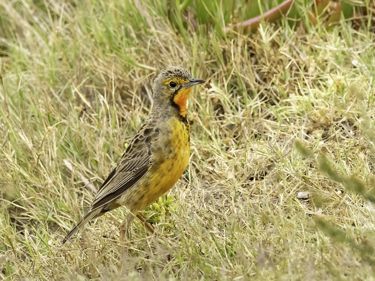 Orange-throated Longclaw - ML646760882