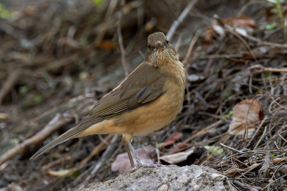 Clay-colored Thrush - ML646760885