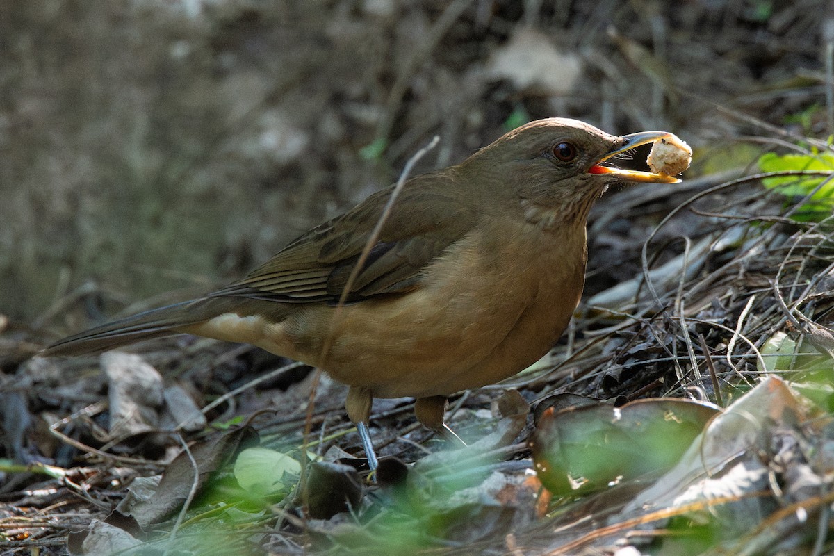 Clay-colored Thrush - ML646760886