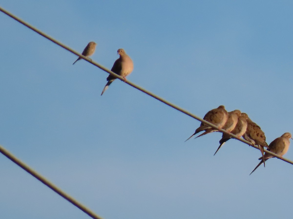 Mourning Dove - ML646760888