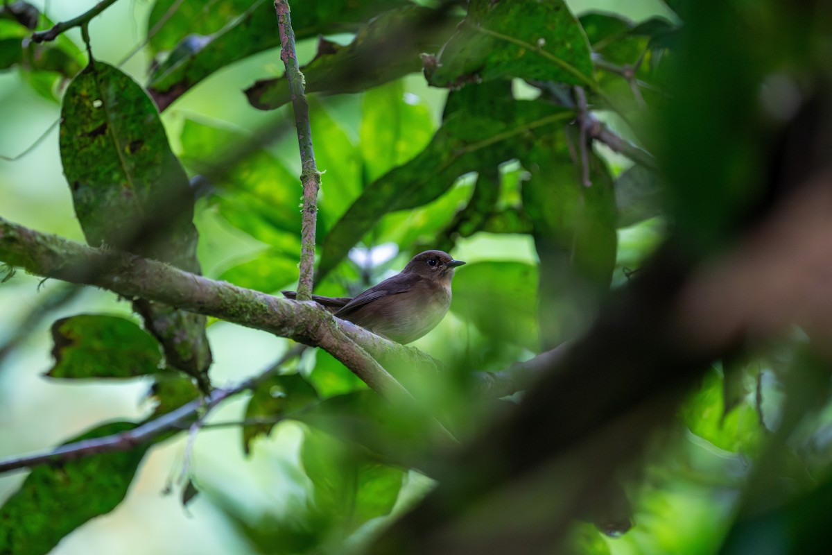 Пісняр-свистун - ML646760890