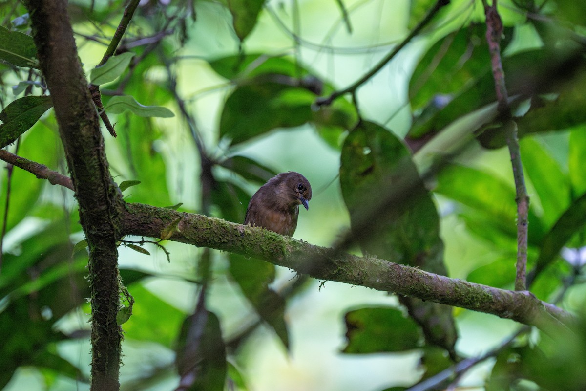 Пісняр-свистун - ML646760891