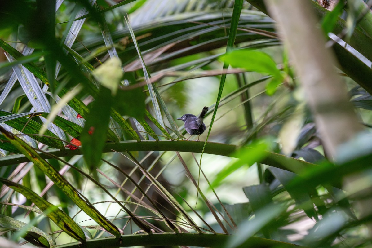 Пісняр-свистун - ML646760893