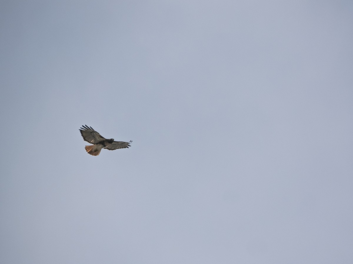 Buse à queue rousse - ML646760894