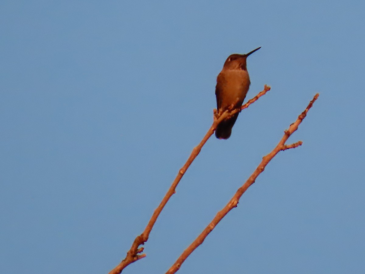 Anna's Hummingbird - ML646760896