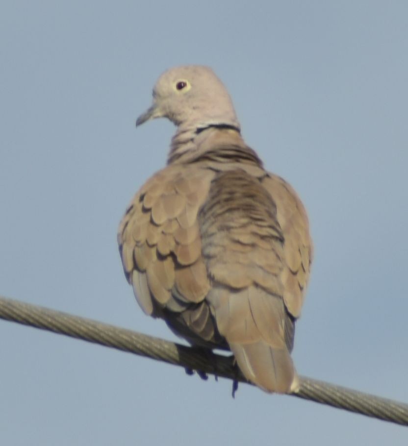 hrdlička zahradní - ML646760899