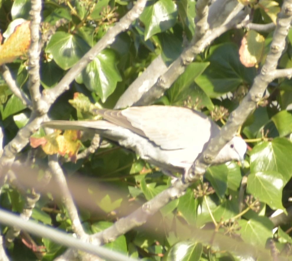 hrdlička zahradní - ML646760900