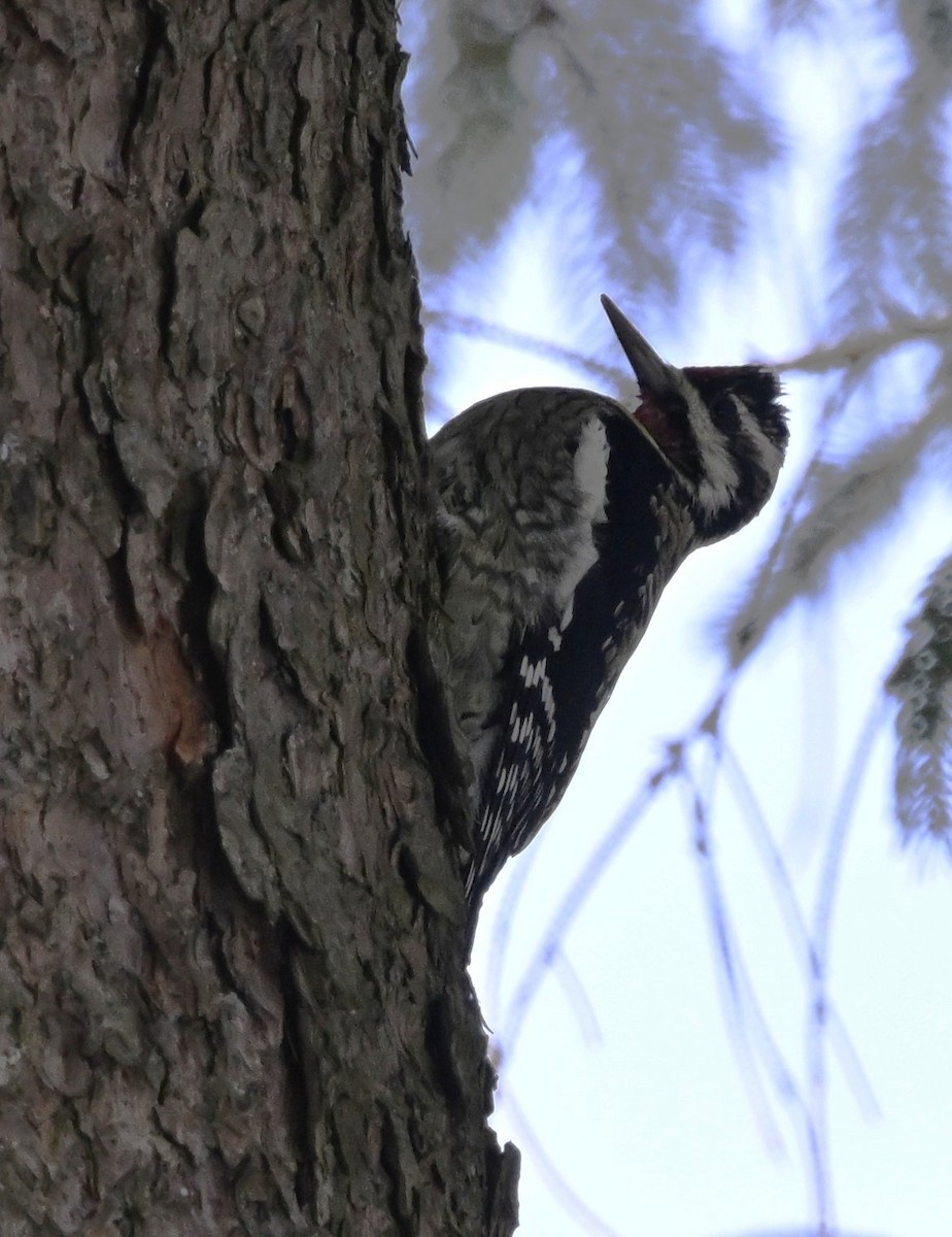 シルスイキツツキ - ML646760901