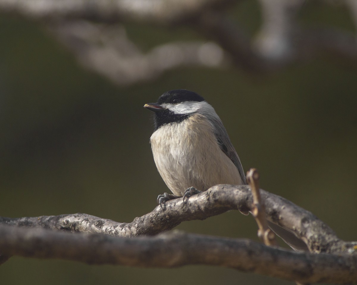 Carolina Chickadee - ML646760902