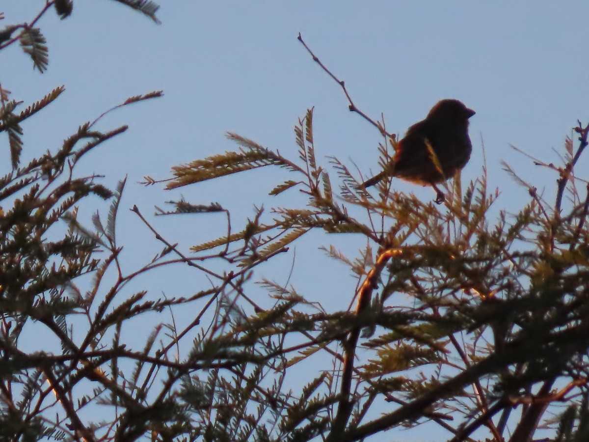 House Finch - ML646760904