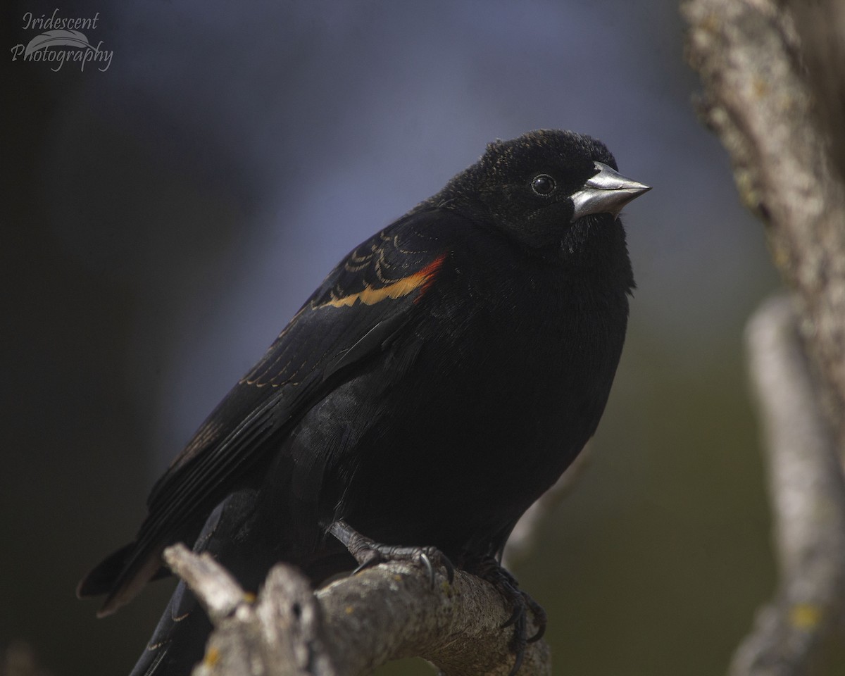 Red-winged Blackbird - ML646760910